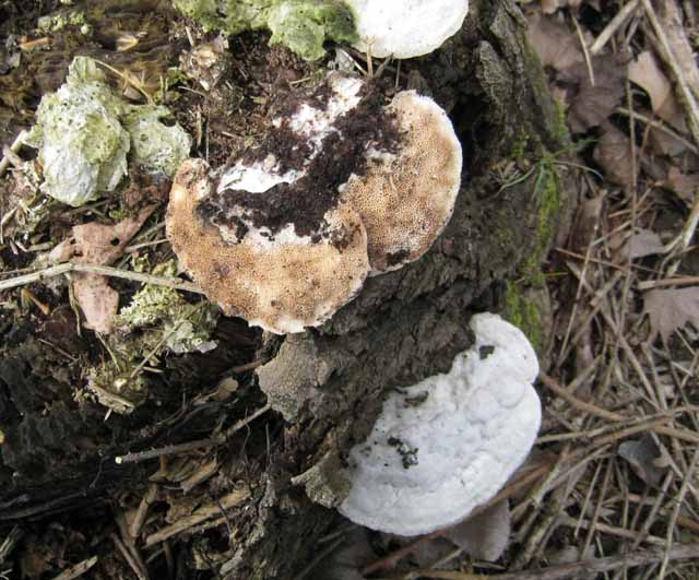 Tra vecchi Aphyllophorales e primordi primaverili